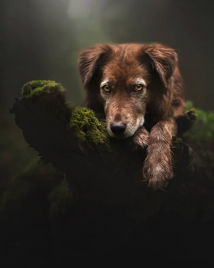 dog.jpg