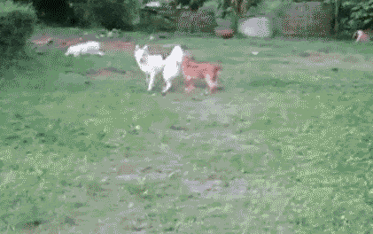 dog jump.gif