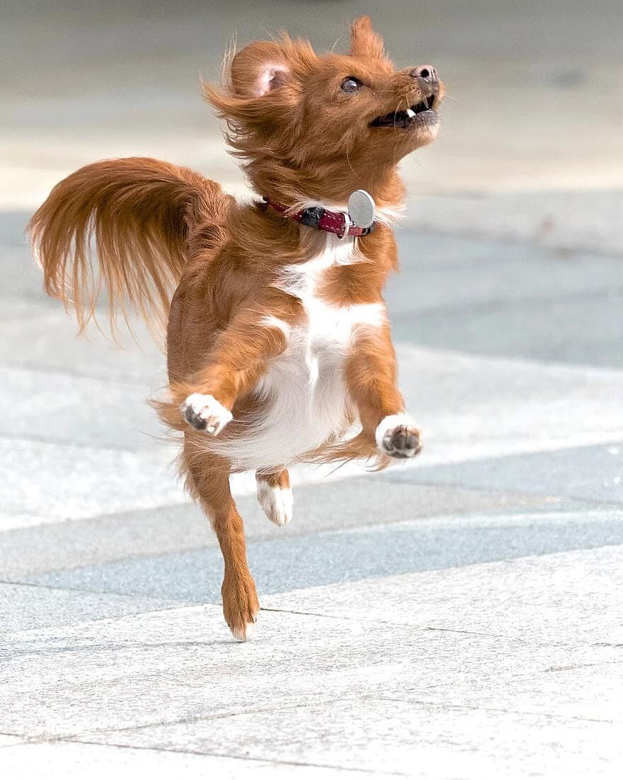 dog jump.jpeg