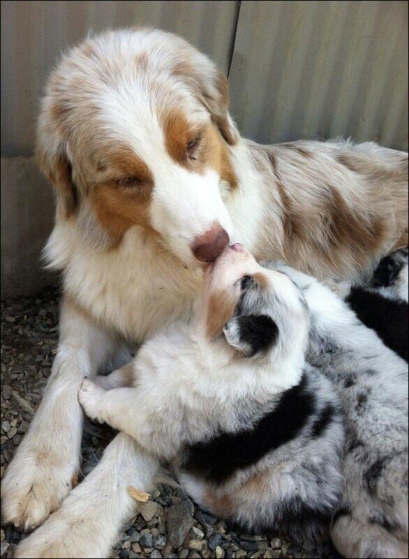dog kiss.jpeg