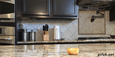 dog kitchen.gif