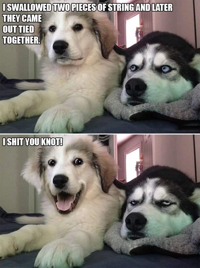 dog knot.jpeg