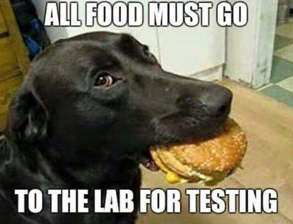 dog lab test.jpg