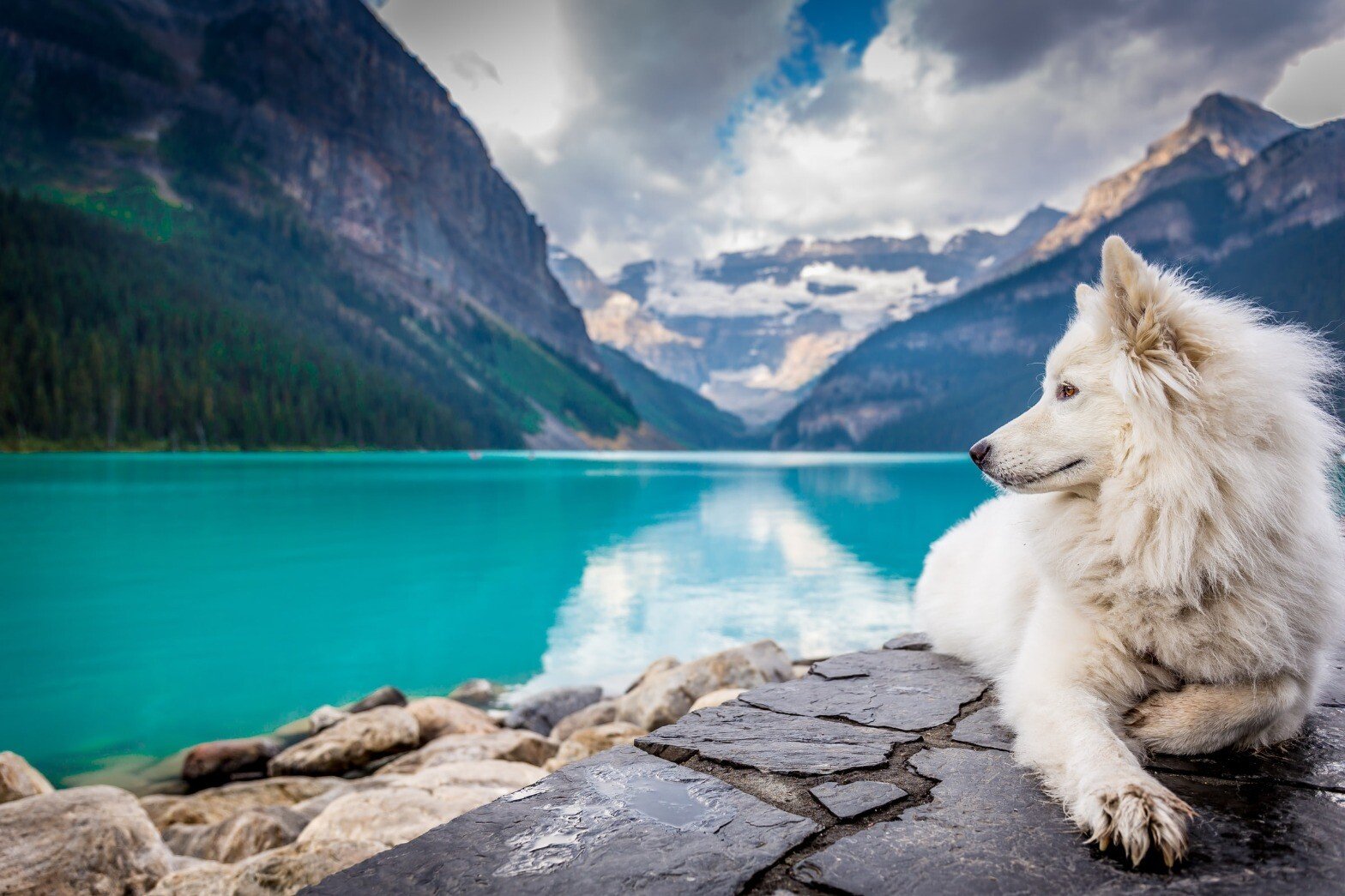 dog lake.jpeg