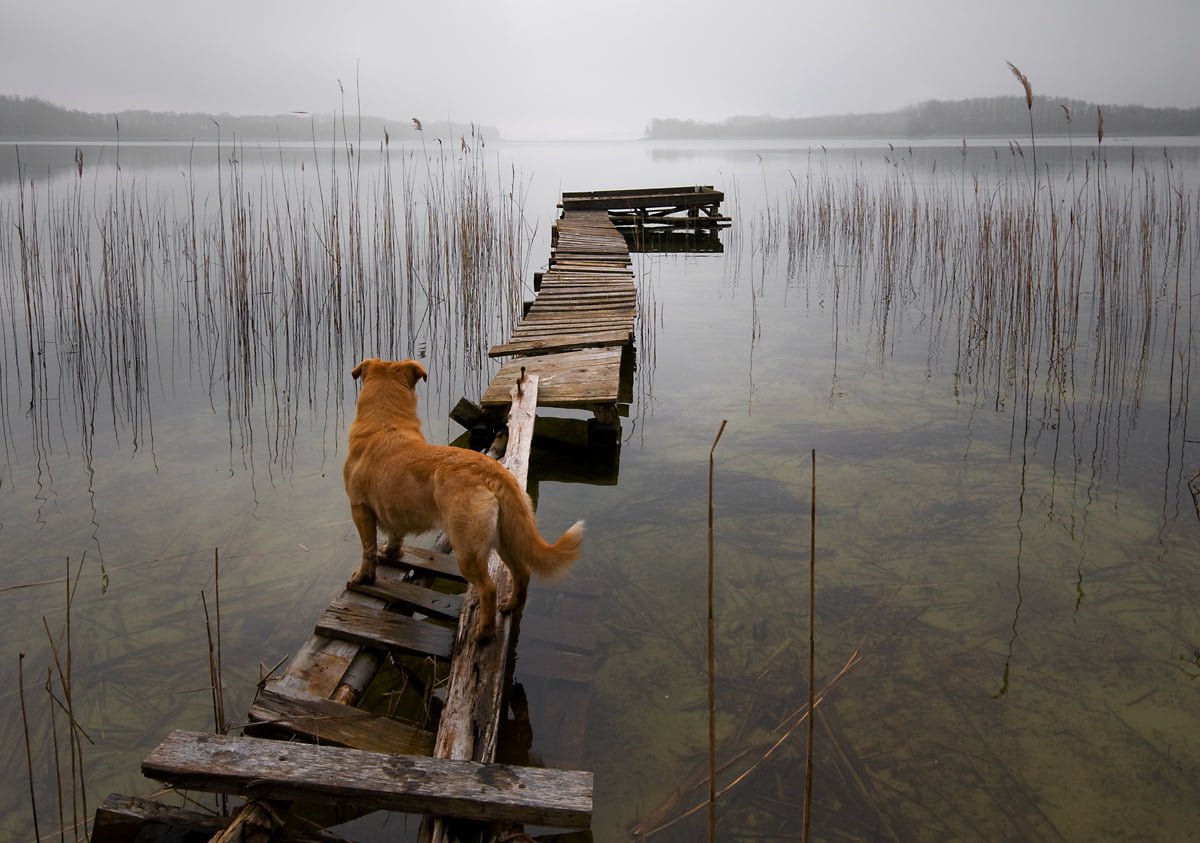 dog lake.jpg