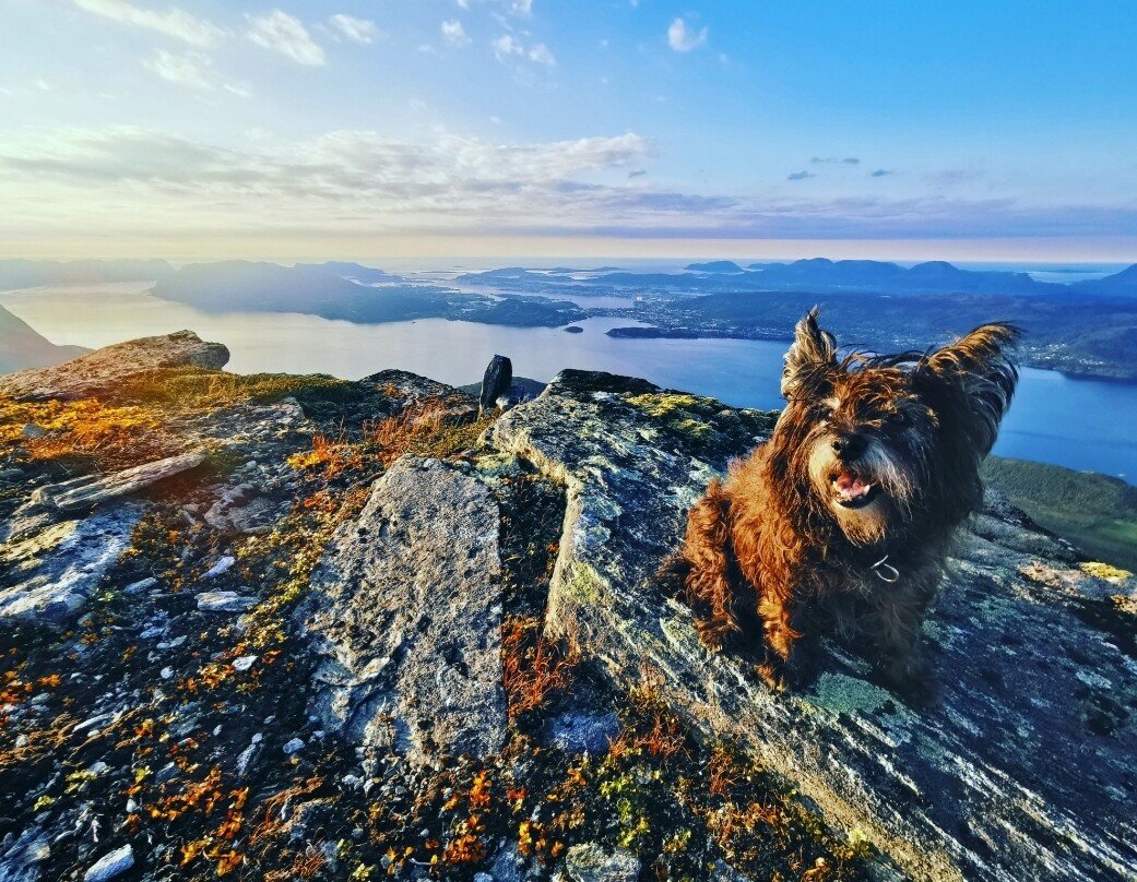 dog landscape.jpeg