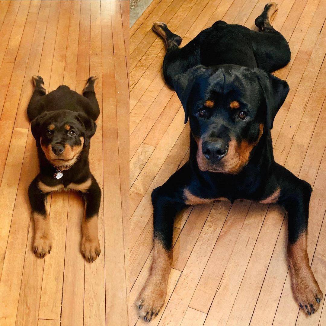 dog lay.jpeg