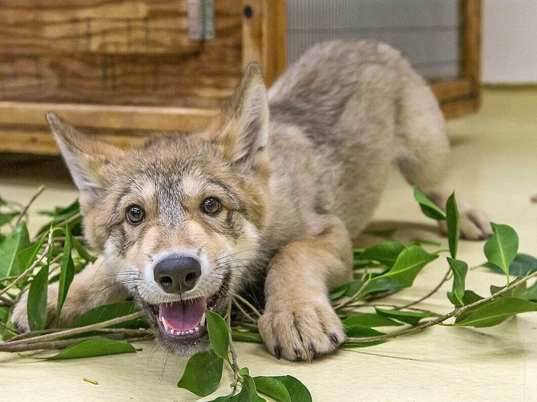 dog leaves.jpeg