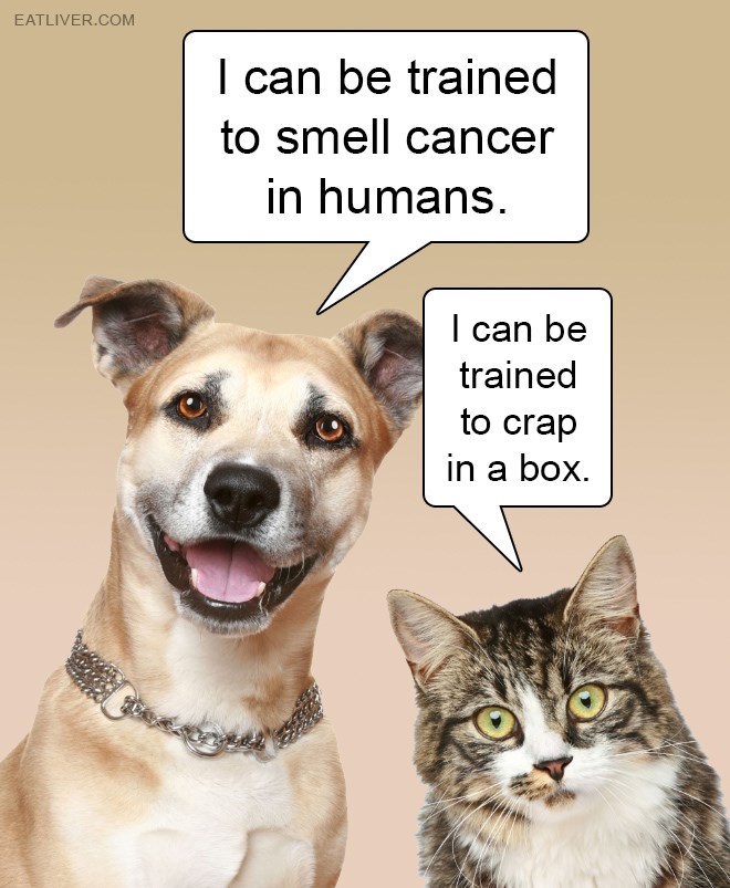 dog-memes-cat-memes-9361184512.jpeg