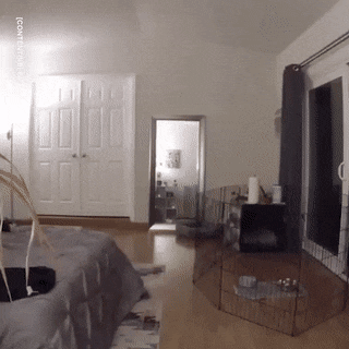 dog mirror.gif