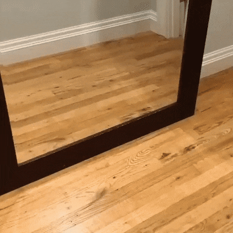dog mirror.gif