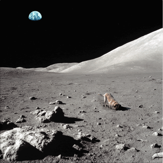 dog moon.gif