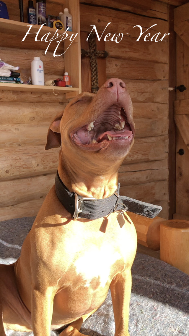 dog mouth.png
