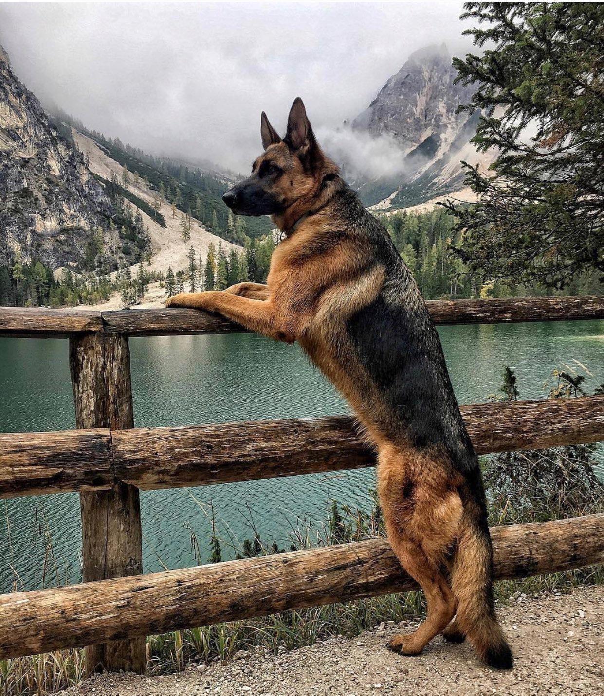 dog mtns.jpeg