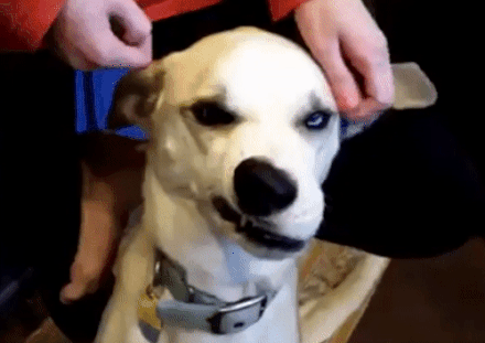 dog nose.gif