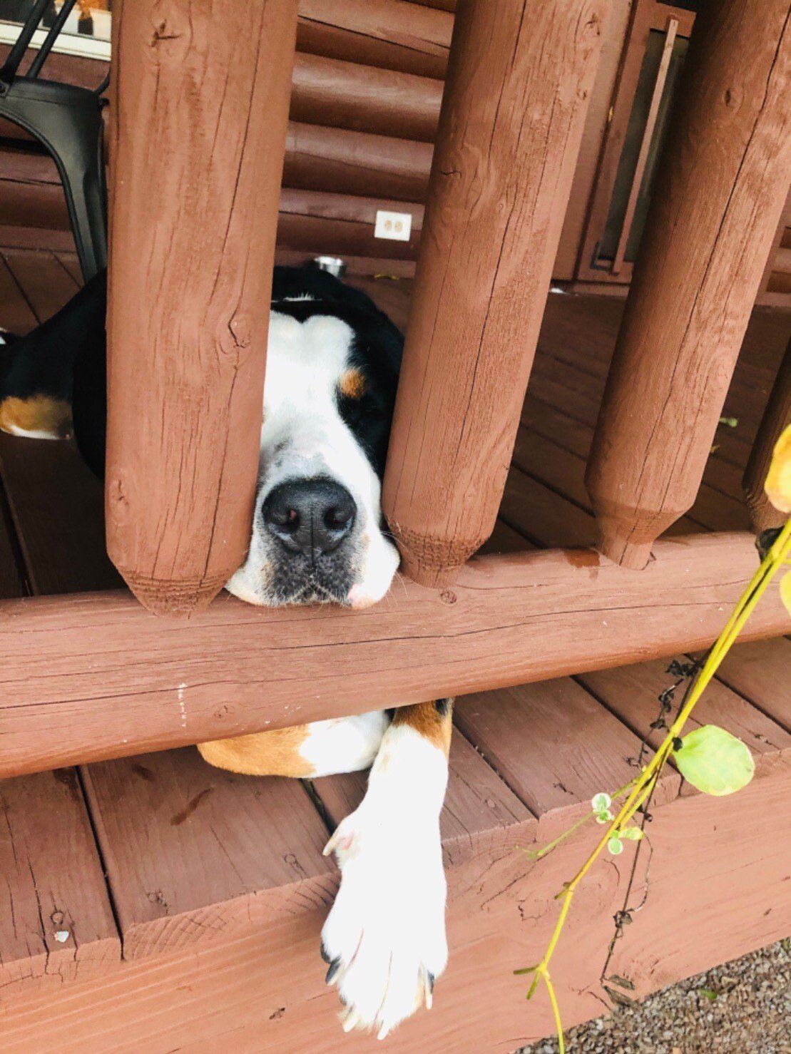 dog nose.jpeg