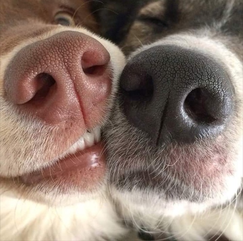 dog noses.jpg
