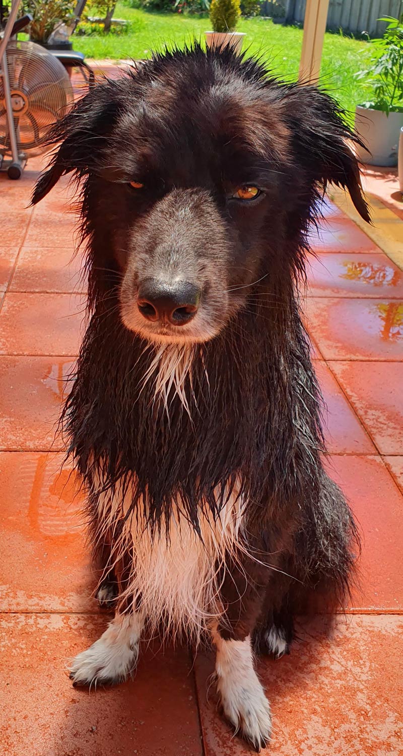 Dog-not-impressed-with-washing.jpeg