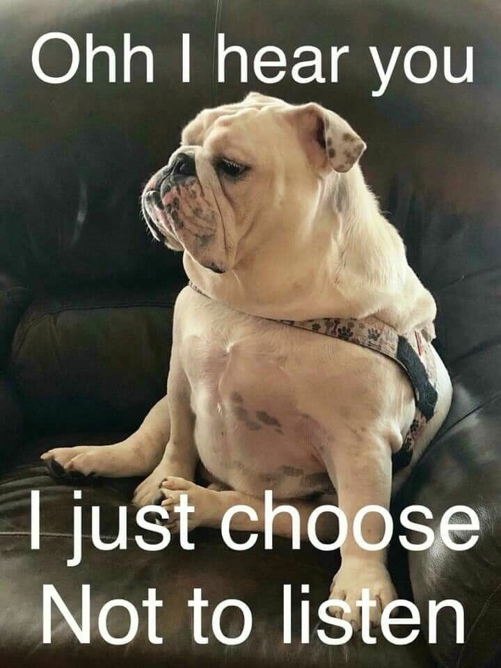 dog not listen.jpeg