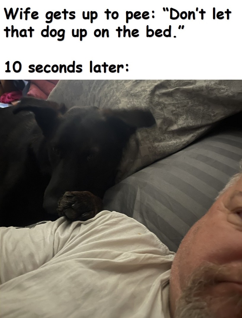 dog on bed.jpg