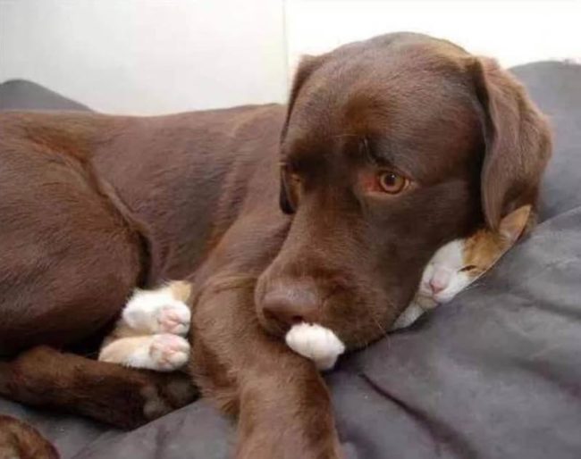 Dog-on-cat-650x514.jpg