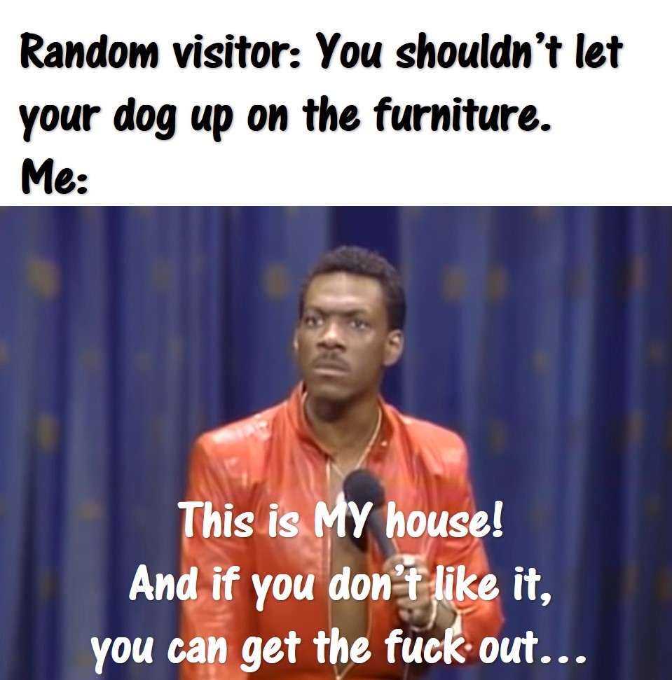 Dog on the furniture.jpg
