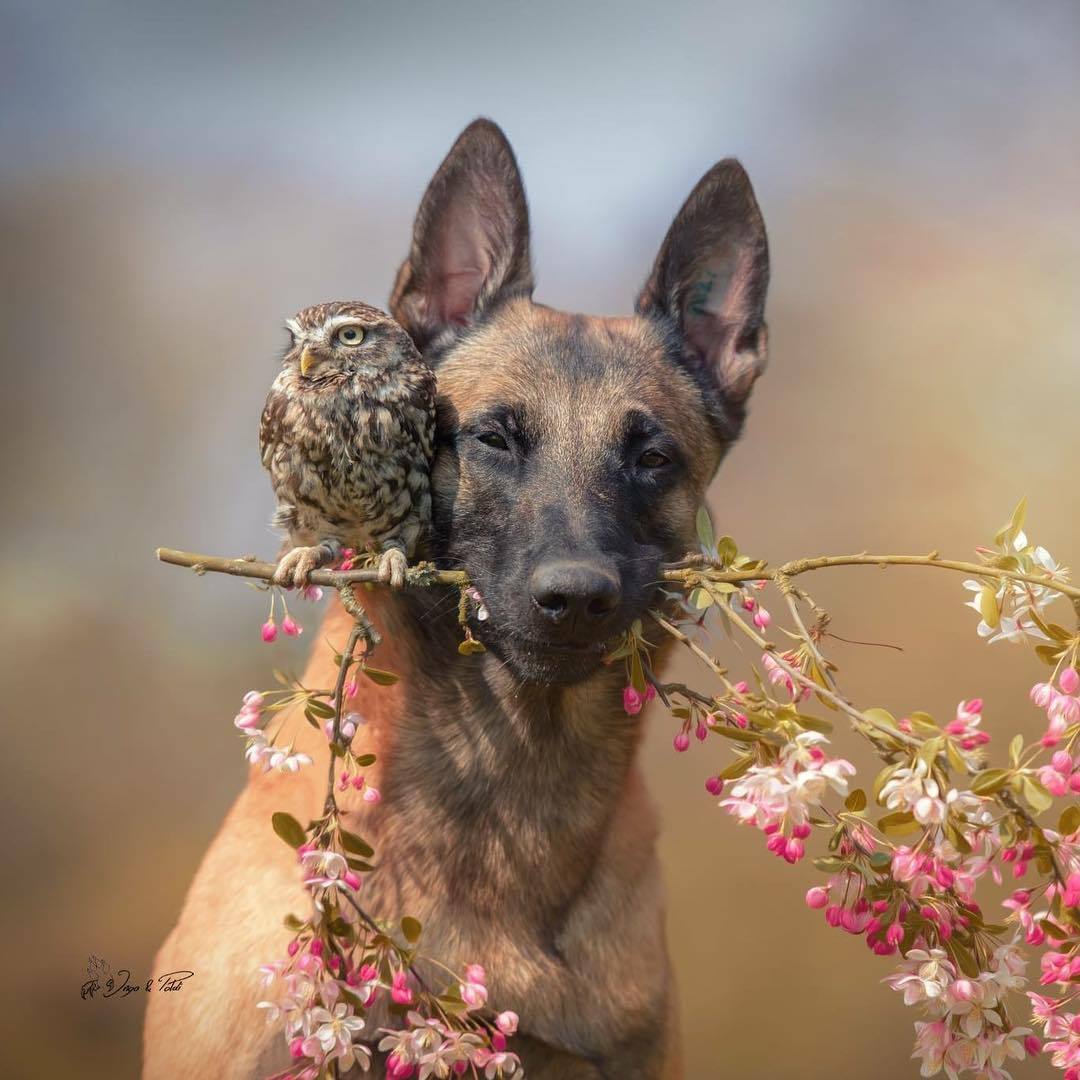 dog owl.jpeg