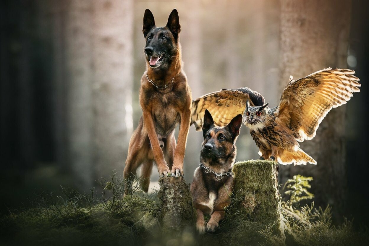dog owl.jpg