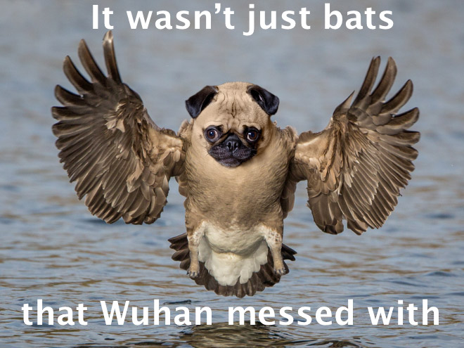 dog-owls16.jpg