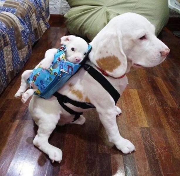dog papoose.jpeg