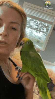dog parrot.gif
