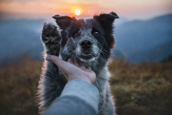 dog paw.jpg