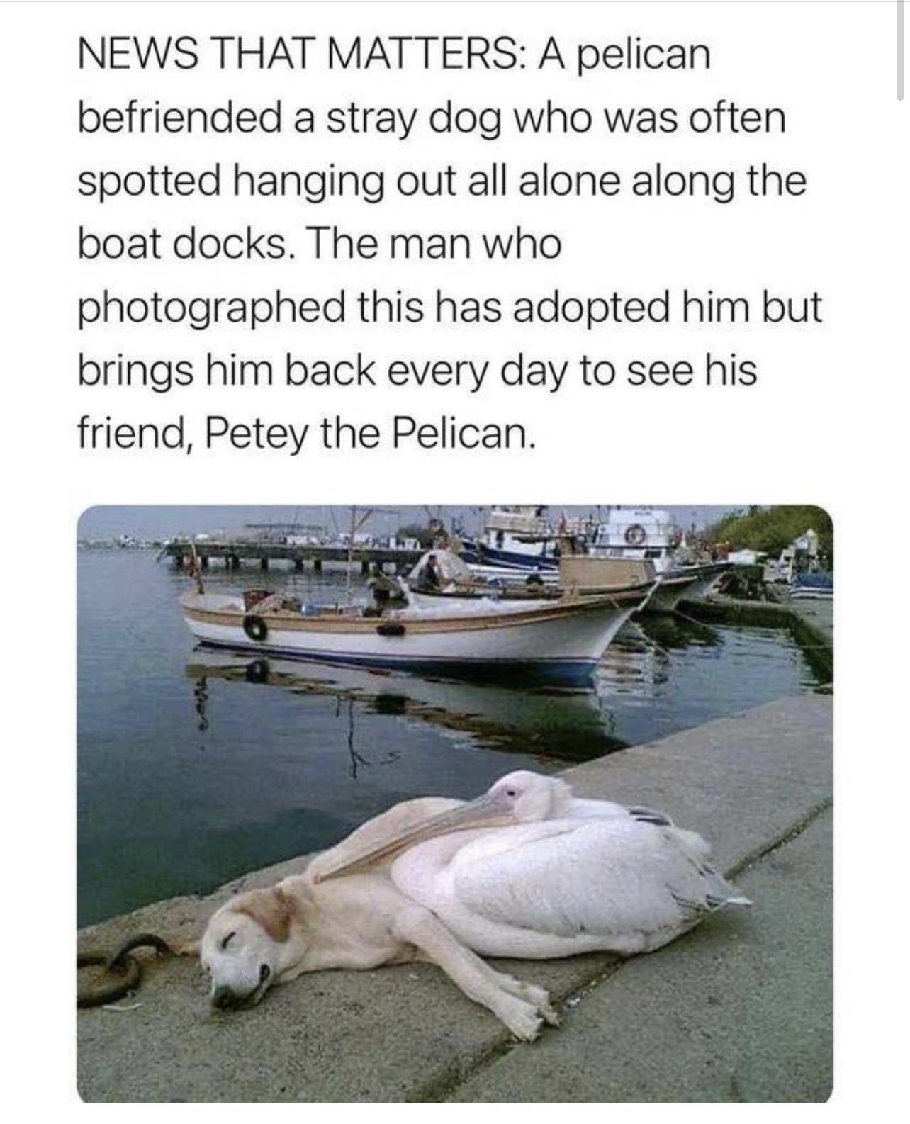 dog pelican.jpeg