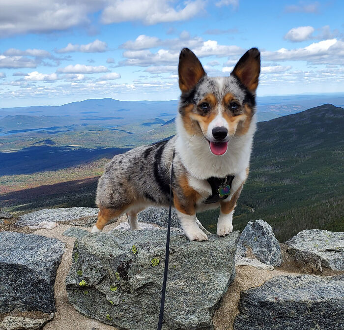 dog-pet-model-challenge-facebook-5ff467cbe4a85__700.jpg