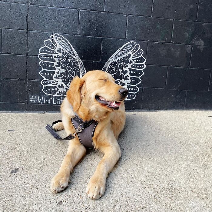 dog-pet-model-challenge-facebook-5ff4698d95e19__700.jpg