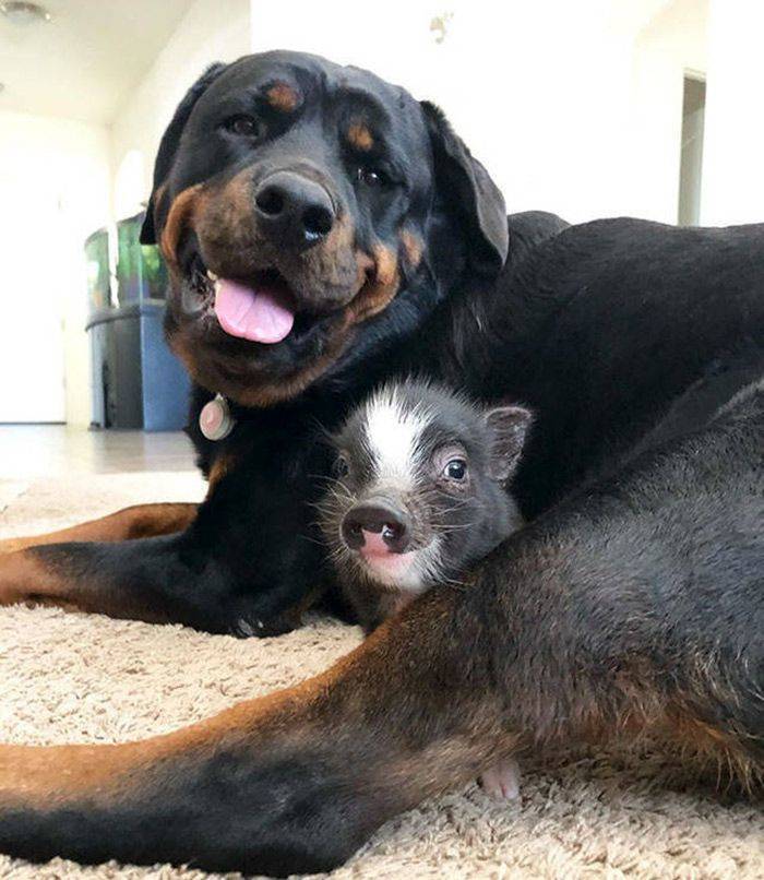 dog pig.jpeg