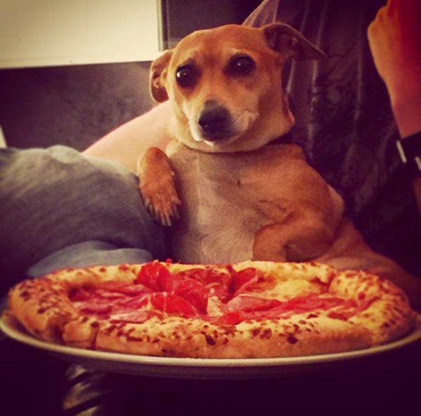 dog pizza.jpeg