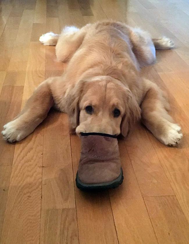 Dog-platypus.jpeg