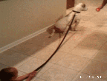 dog pull kid.gif