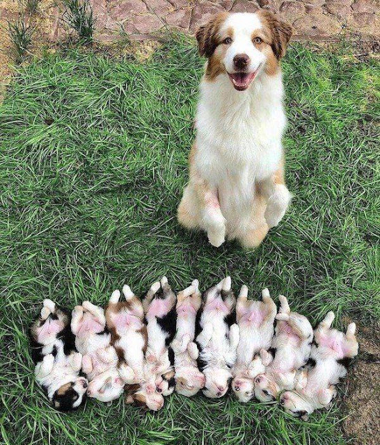 dog pups.jpeg