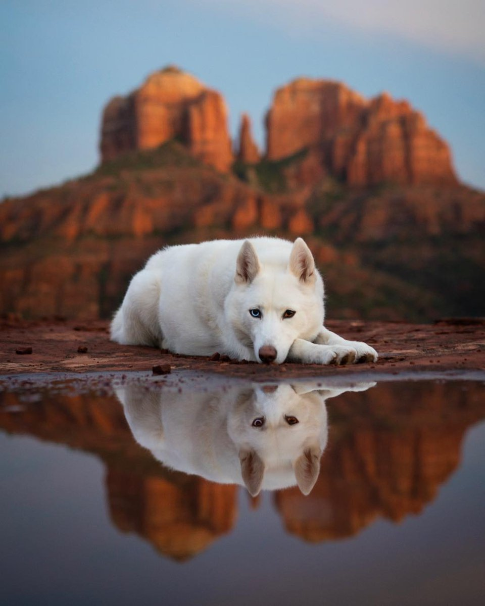 dog reflection.png