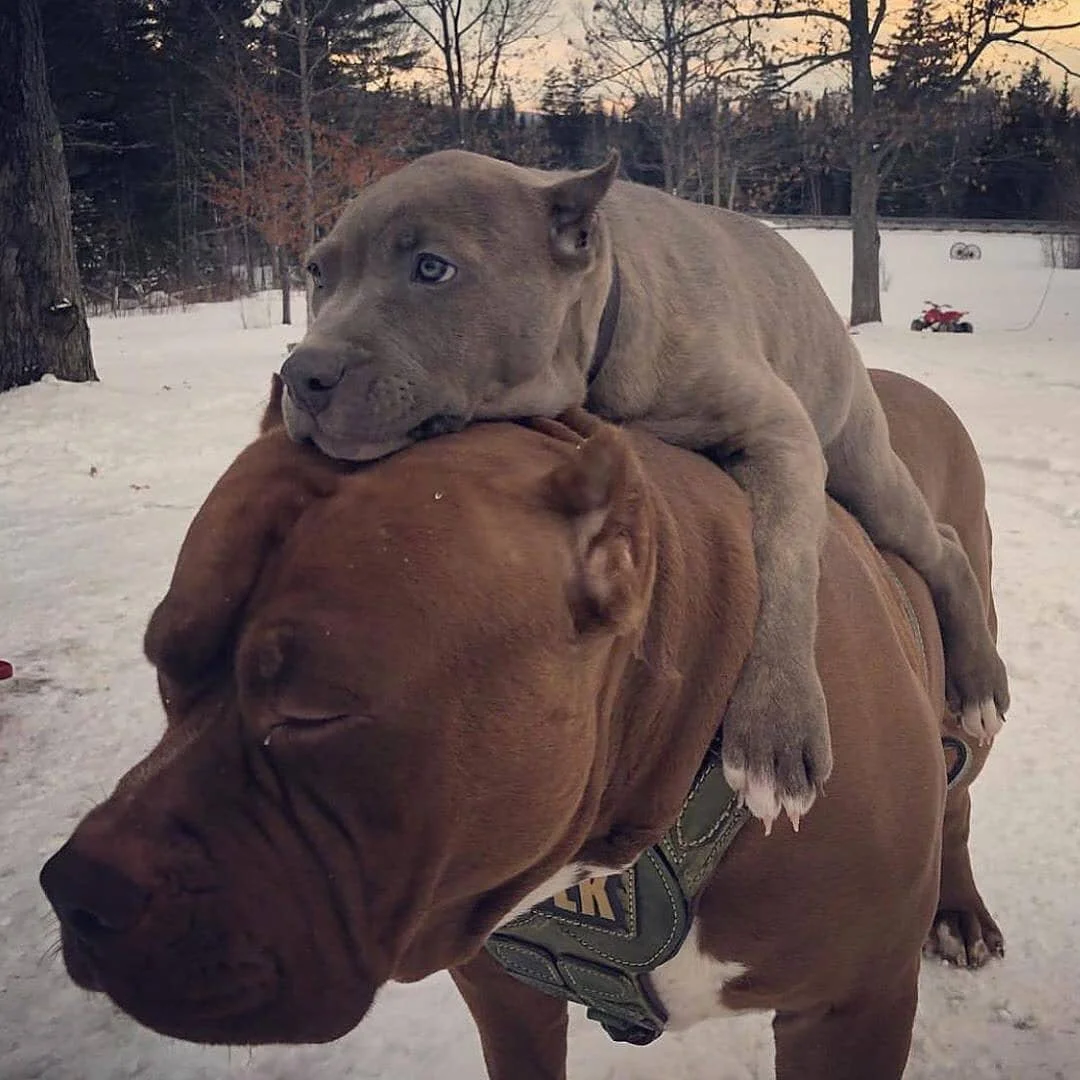 dog rider.png