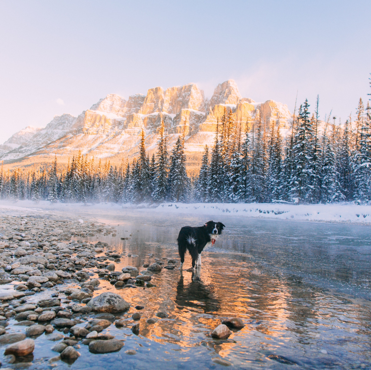 dog river.jpg