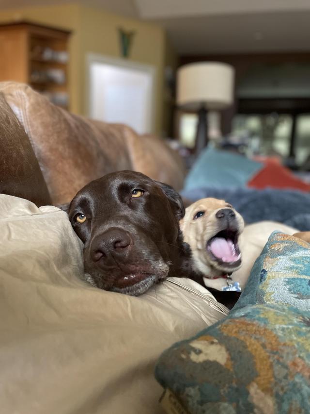 dog roll eyes.jpeg