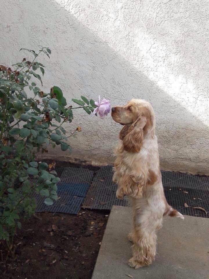 dog-rose.png