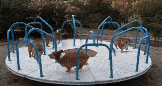 dog-run-carousel-gif-1324632.gif