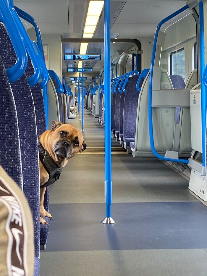 dog say what.jpeg