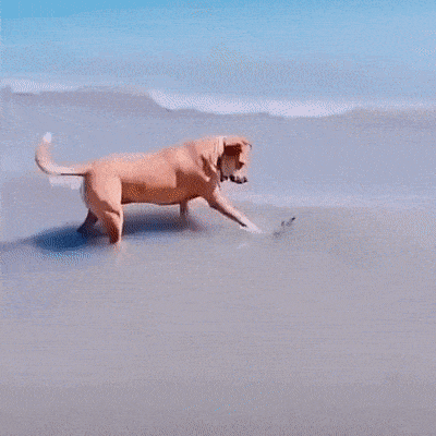 dog scare.gif