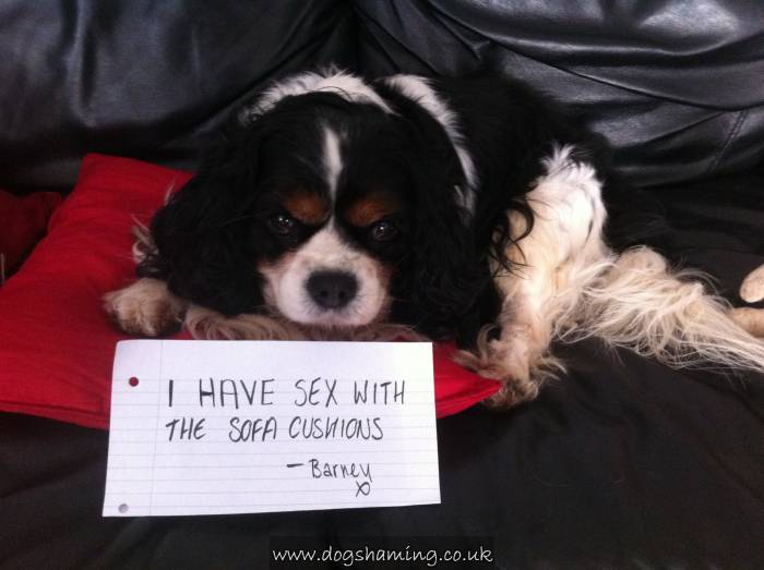 Dog-Shaming-king cav.jpg