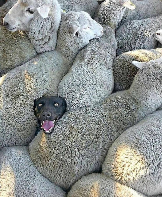 dog sheep.jpg